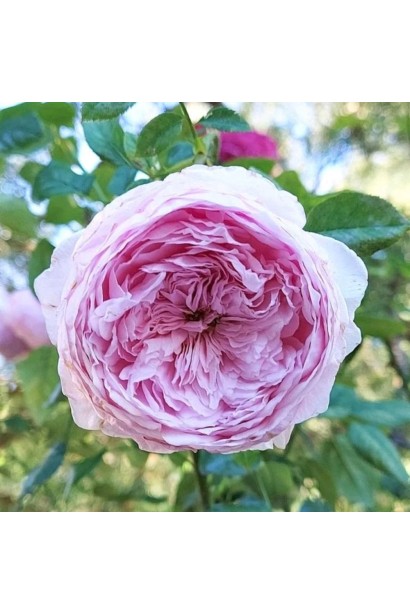 Троянда плетиста Спіріт оф Фрідом бузкові квіти крупним планом